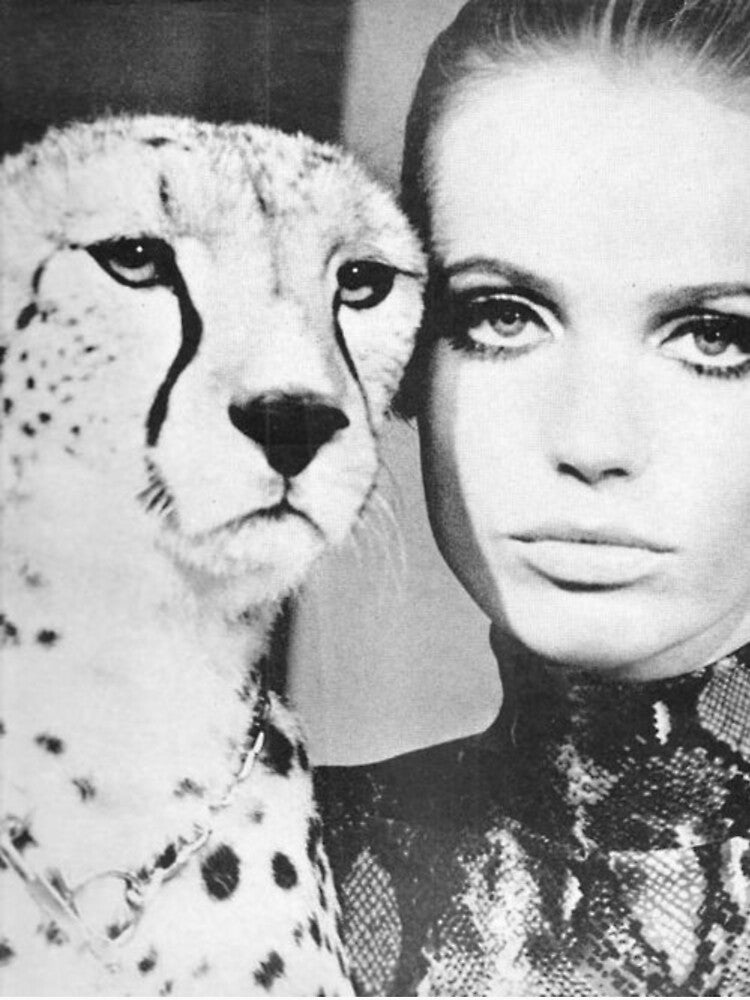Veruschka : Cheetah I by ♡ T R I N A ♡