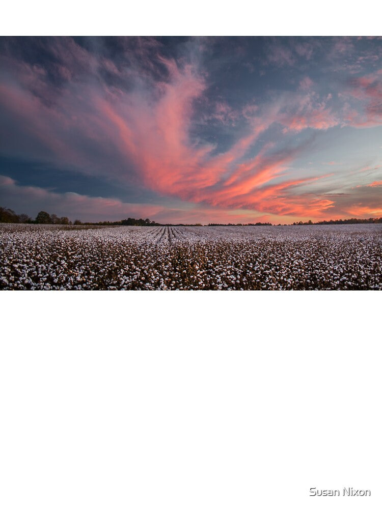 Cotton Candy Above the Cotton Field by Susan Nixon