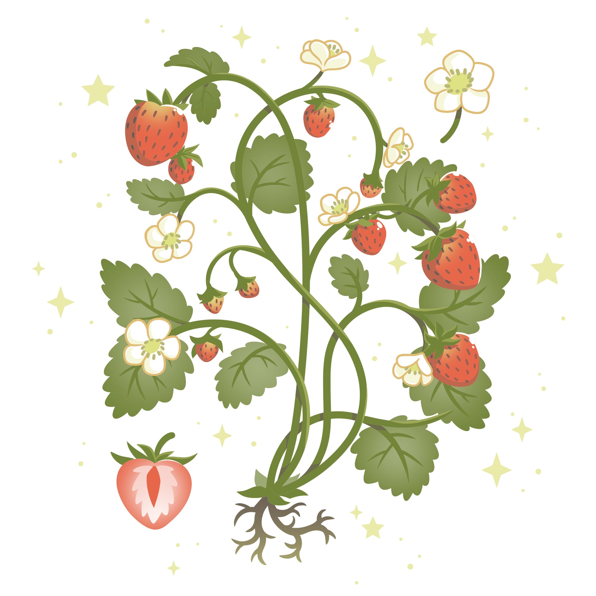 Strawberry Harvest
