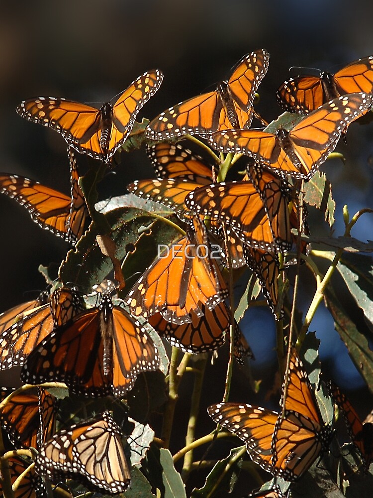 Monarch Butterflies Art Photo by DEC02
