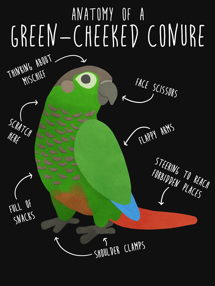 Green Cheek Conure Anatomy by Clara Hollins