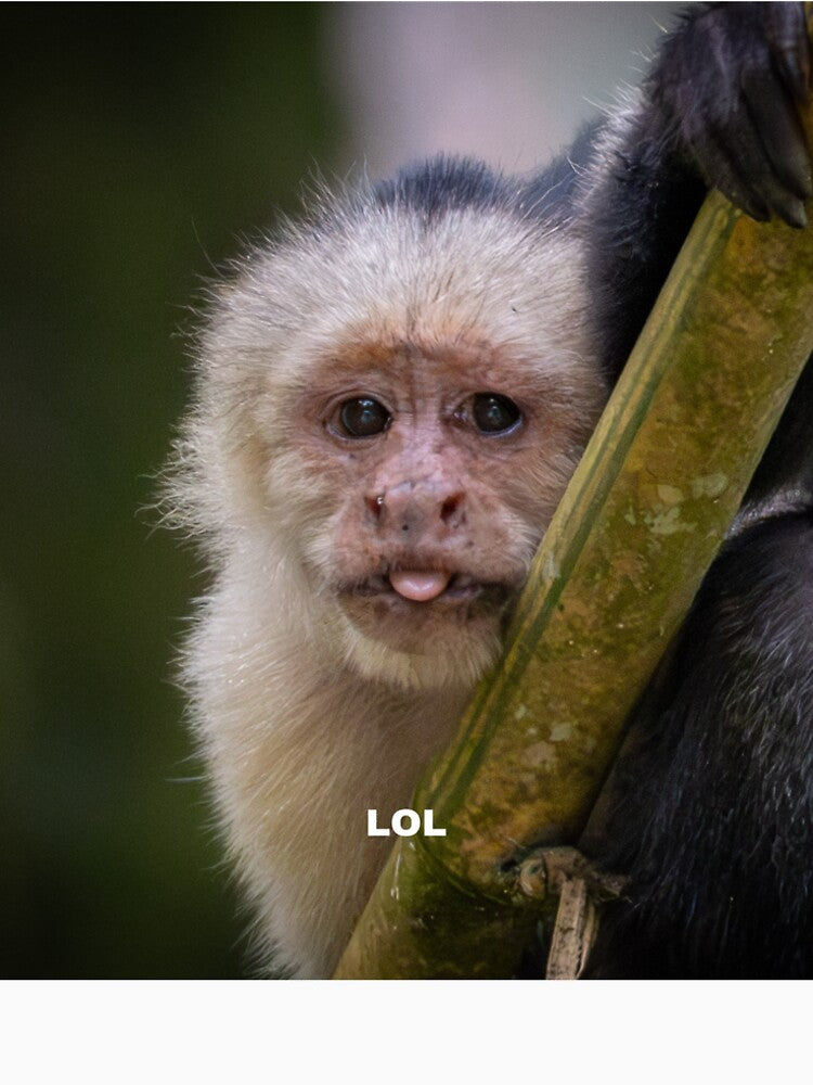LOL Monkey Meme – Funny Cute Reaction Animal by WildFrameNature