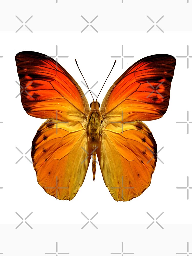 Beautiful Cushions/ Animals/ Butterfly Love by ozcushionstoo