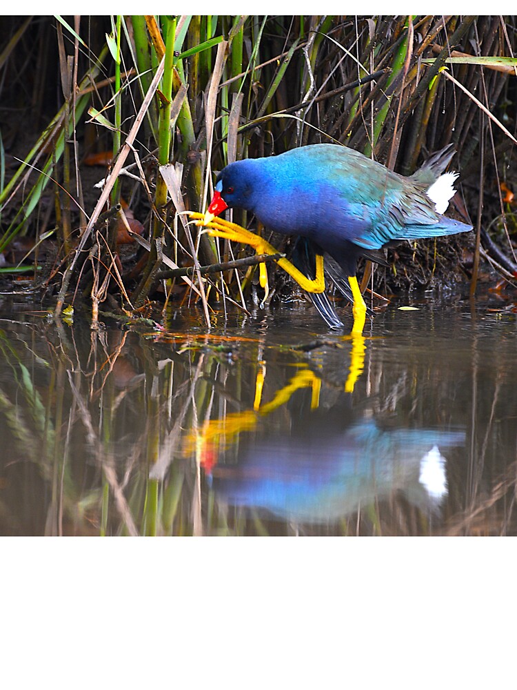 Purple Gallinule Photo Big Feet Small Twig by Pondside-Pics