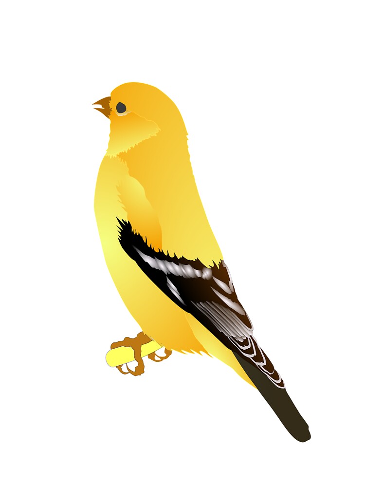 Goldfinch Bird by Discofunkster