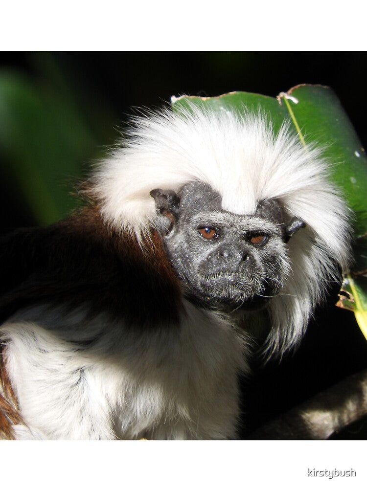 Cotton-top Tamarin by kirstybush
