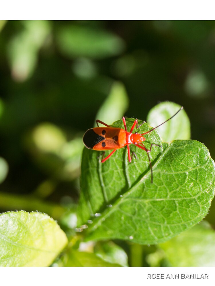 red cotton stainer by ROSE ANN BANILAR